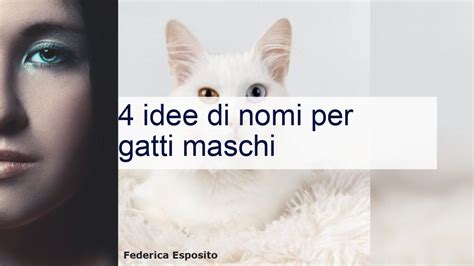 nomi per gatti maschi|More.